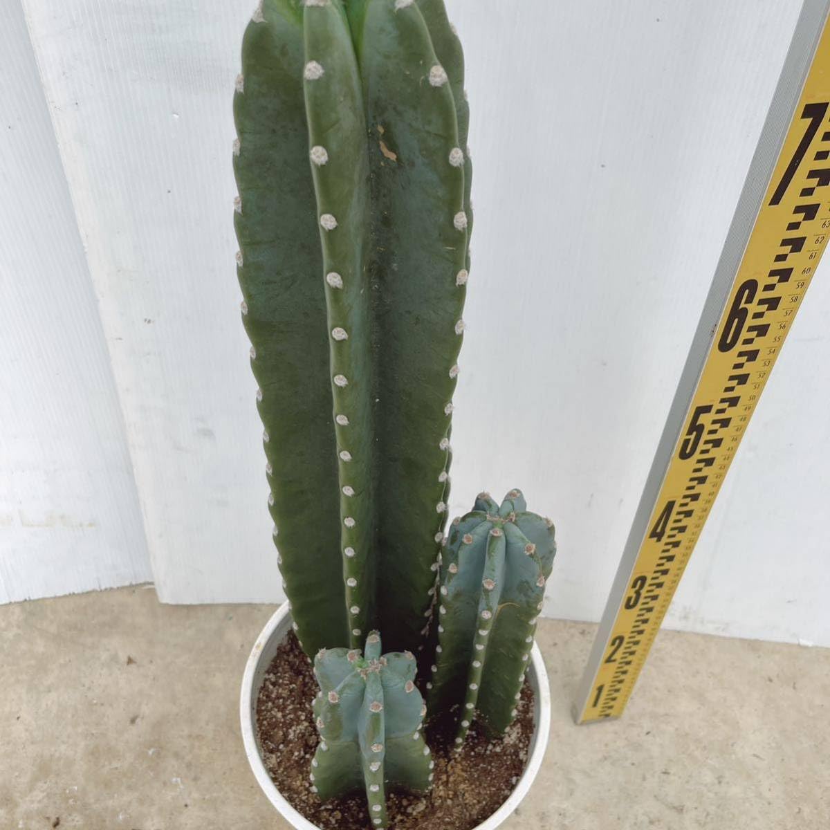 Amazon.co.jp: 多肉植物 柱サボテン 3本植え 8号プラコッタ鉢受け皿