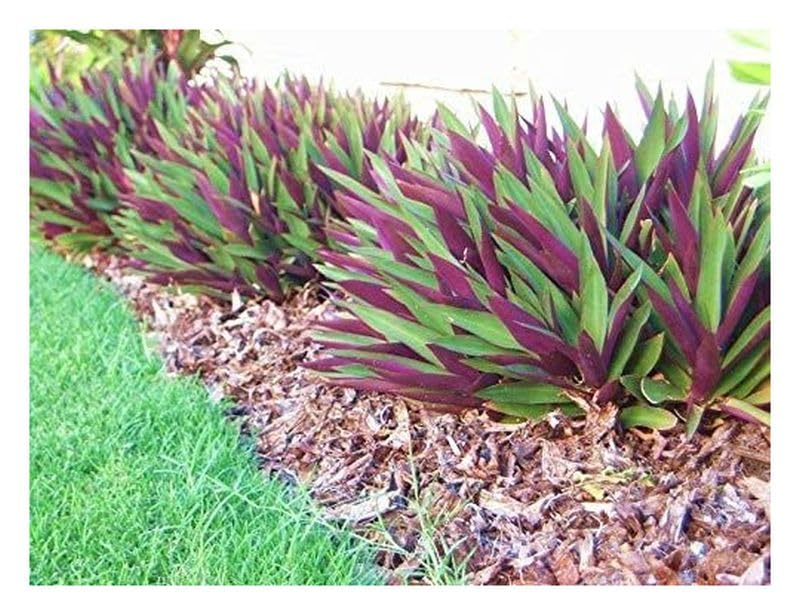 Dezicakes Oyster Plant Purple & Green