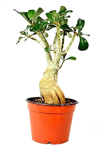 Miniatura 1 de 9GreenBox - Miss Beauty Desert Rose - Raíz desnuda de barco