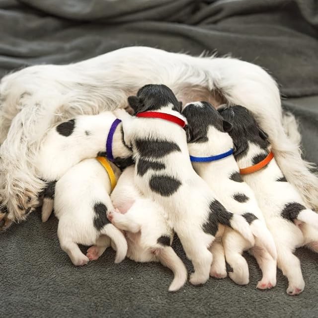 Foto 7 de 8 de Collar para cachorro, 15 unidades, 15 colores