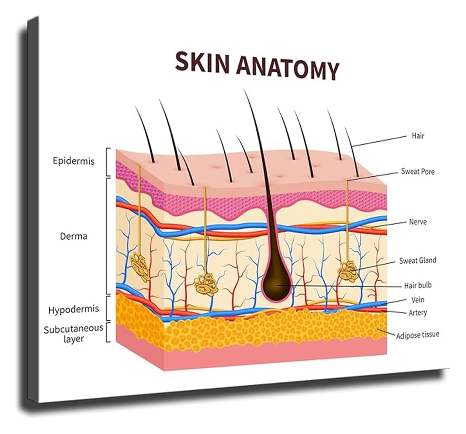 SSOPTMCB Skin Layers Diagram Human Skin Anatomy Educational Poster for Dermatology Office Beauty School Classroom(Framed,16x24inch(40x60cm))
