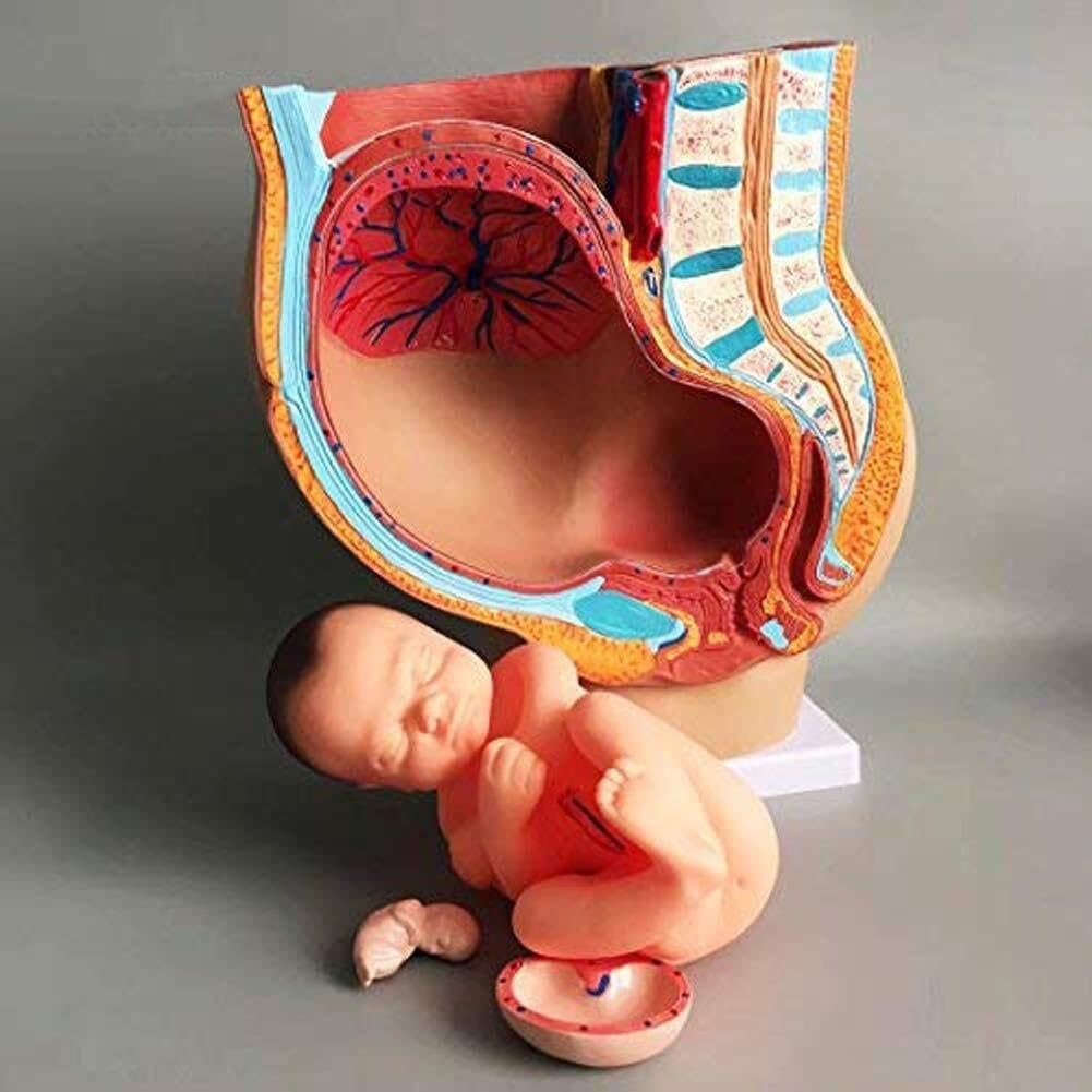 HEQIM Anatomical Pregnant Woman Pelvis with Pregnancy Period 9 Months Fetus Model Life Size with Removable Organs, 4 Parts, Hand Drawn