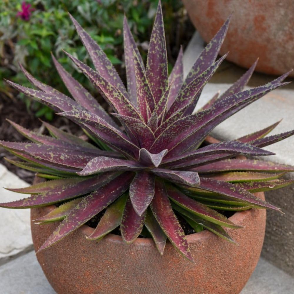 Mangave 'Blazing Saddles' - Striking Red-Spotted Succulent - Easy-Care Patio Feature - Drought-Tolerant - from MAD About MANGAVE® Collection – 3X 9cm Potted Plants by Thompson & Morgan