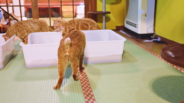 [m出品]ライオンヘッド 小さなポット7個 小型 ヘキサポッド