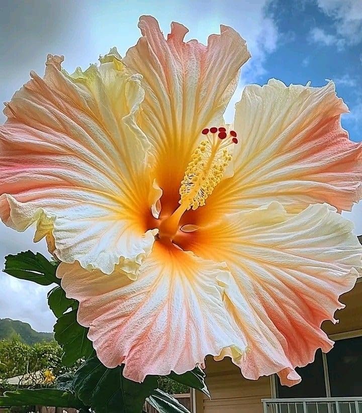Mix Hibiscus Bulbs UK, Rhizome for Planting, Hardy Perennial, Excellent Display, Natural Organic, Wedding, Balcony Garden-4 Rhizome-E