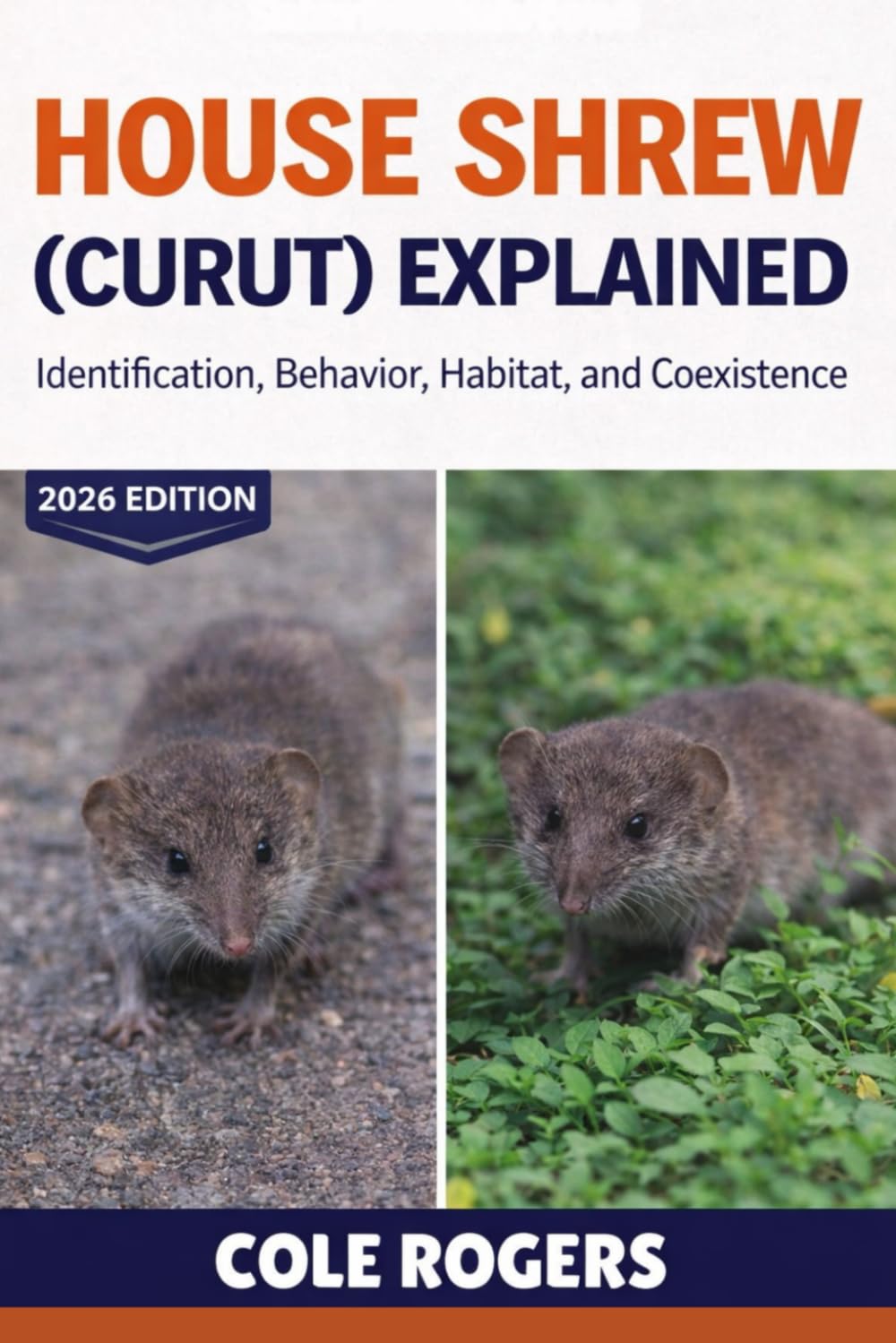 HOUSE SHREW (CURUT) EXPLAINED: Identification, Behavior, Habitat, and Coexistence