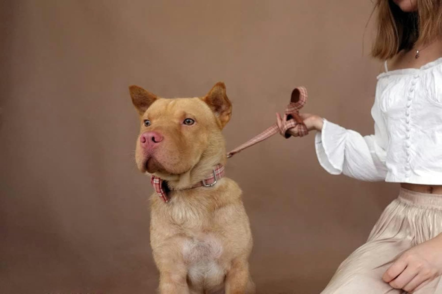 Collares para Perros Resistentes y Suaves, de algodón y Nailon, 5 tamaños, Collar para Perro con Lazo, Collar con Lazo en Forma de L, Correa para Perro, M