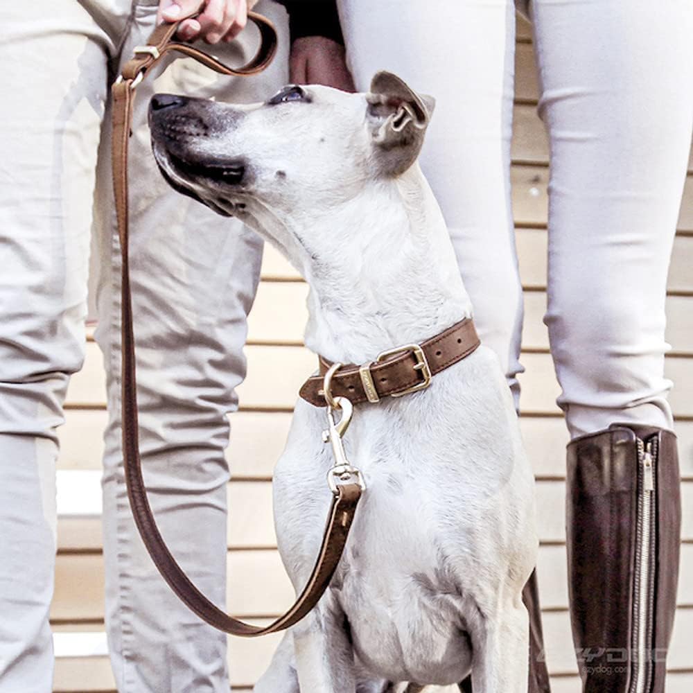 EzyDog Oxford Leather Dog Collar – Full Grain Leather, Padded Lining, Durable Brushed Metal Hardware – Comfortable Collar for Dogs, Brown, Size Large