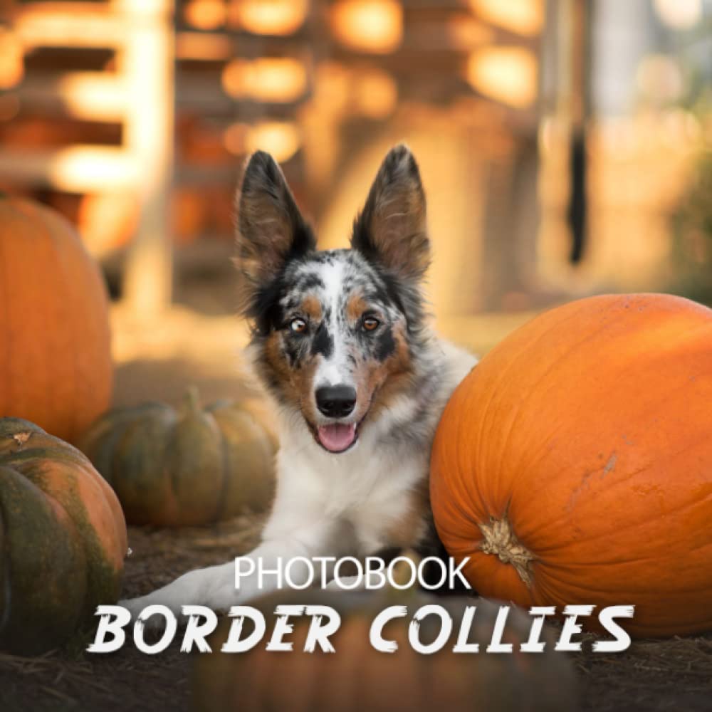 Border Collies Photobook: Colorful Pictures For All Ages To Relax And Unwind | Gift Idea For Birthday's Day.10 Border Collies