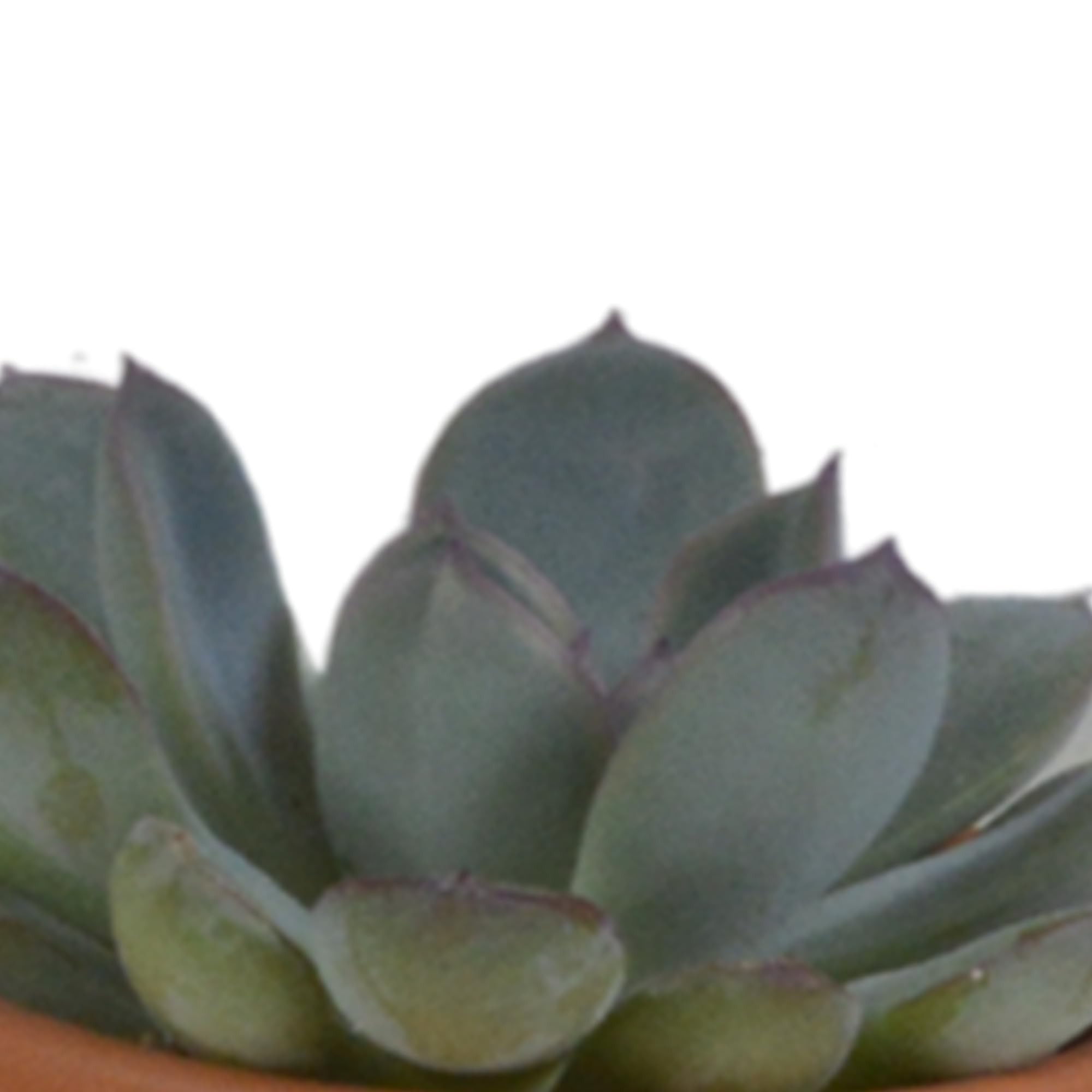 Mezcla de Plantas Suculentas en Maceta de Terracota, Set de 5 Piezas, 5.5 cm