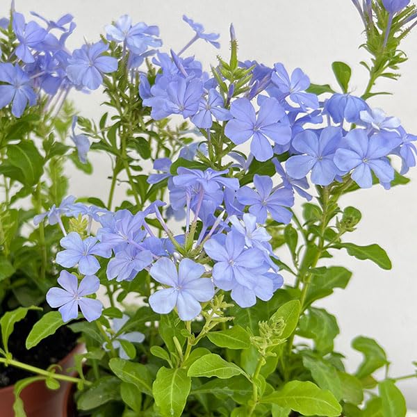 Amazon.co.jp: プルンバーゴ（ルリマツリ）：ブルー ボサ仕立て 5号