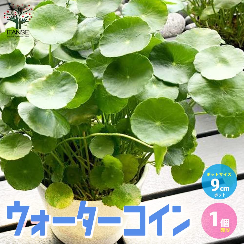 Amazon｜ITANSE ウォーターコイン 9cm 1個売り 水草 抽水植物
