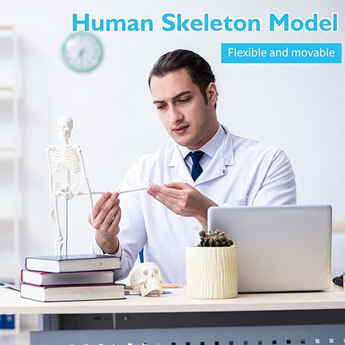 Miniatura 4 de ANNWAH Modelo de torso de anatomía humana  Juegos de 3 modelos de corazón, torso y esqueleto humano, herramientas educativas para estudiantes y