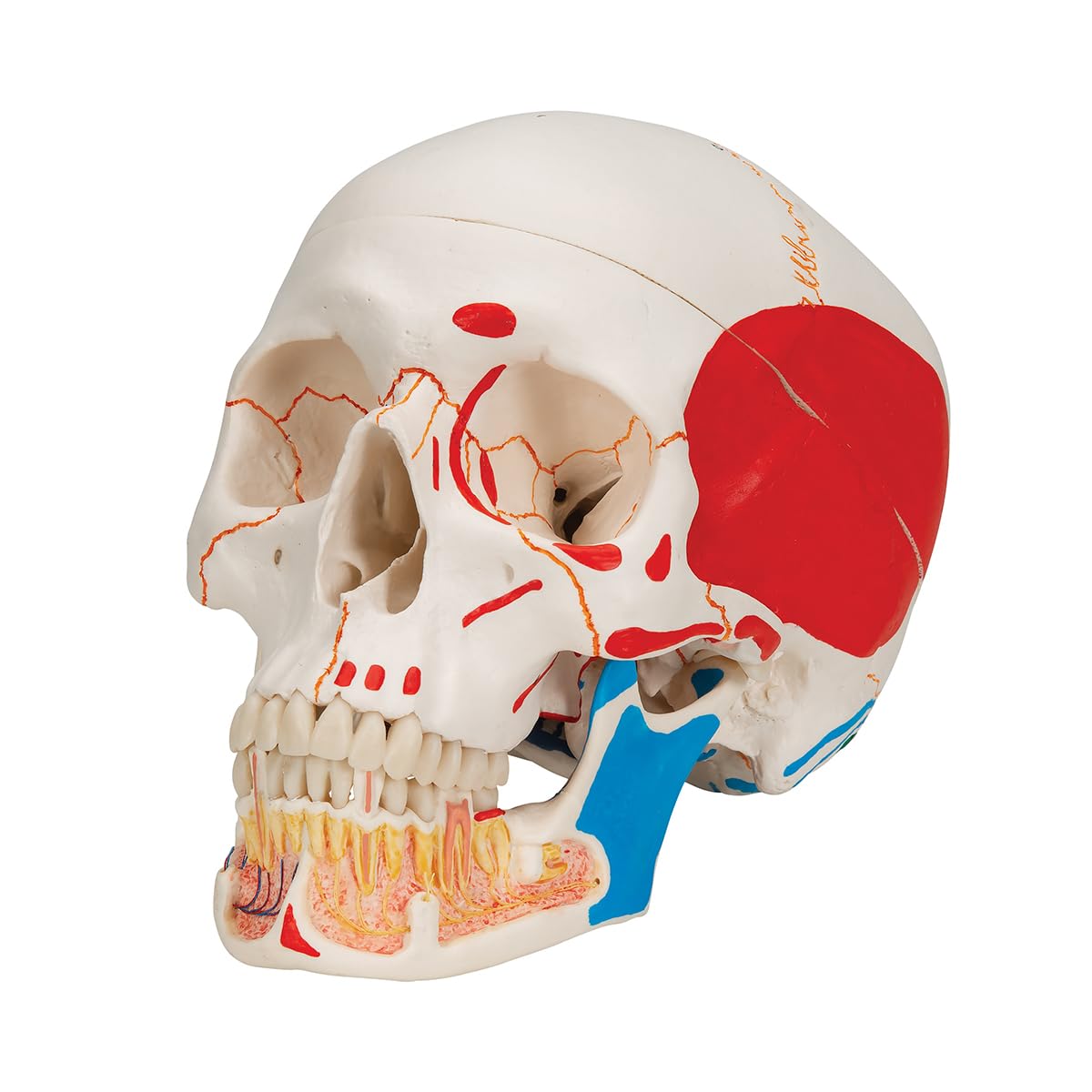 3B Scientific anatomia człowieka - klasyczny model ludzkiej czaszki z otwartą dolną szczęką, malowane, połączenia magnetyczne, 3 części darmowe oprogramowanie do anatomii - 3B Smart Anatomy