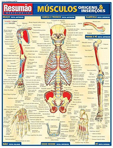 Músculos: origens e inserções: