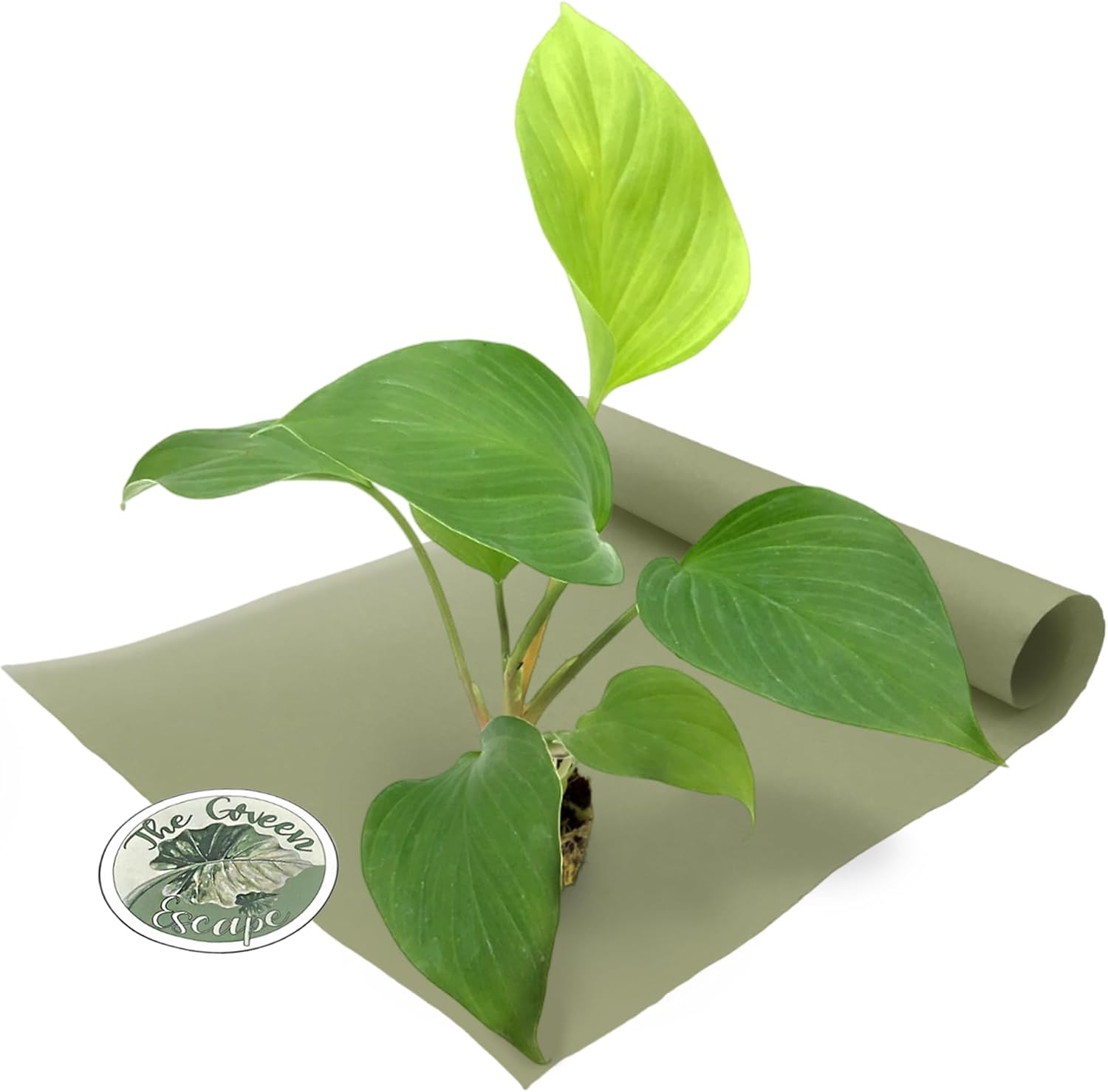 Homalomena Emerald Gem Starter Plant