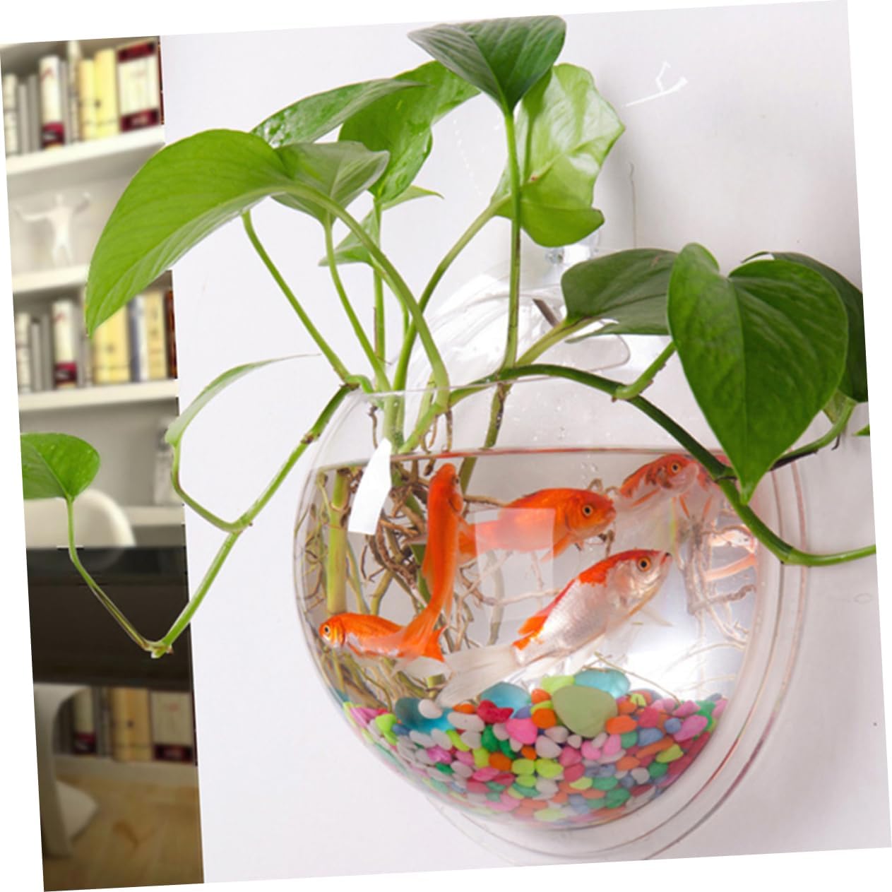 YARNOW Wall Mounted Acrylic Fish Bowl Round Hanging Vase for Decor Stylish Wall Decoration for Betta Fish and Plants Diameter