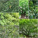 Piante da interno ed esterno con una varietà di usi che prosperano in qualsiasi ambiente.Sicuramente un'aggiunta ideale a qualsiasi stanza, che si tratti di una camera da letto, di un ufficio o del vostro giardino esterno.