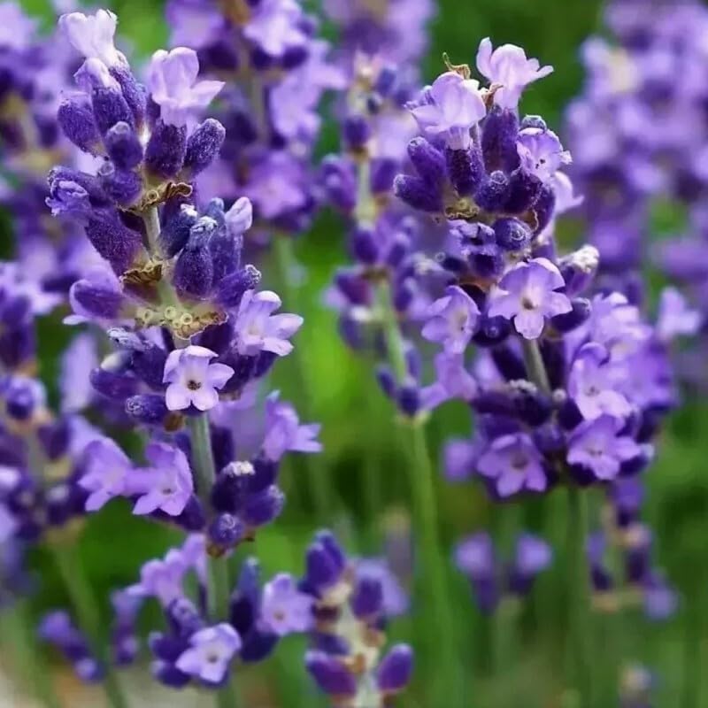 25 x Lavendel Essence Purple – Lavandula angustifolia 'Essence Purple' – Winterharte Duftpflanze im 1L Topf (10-20 cm Höhe) – Mehrjährig & Bienenfreundlich