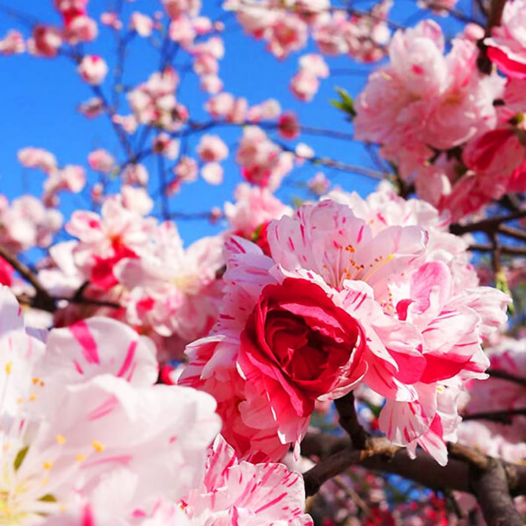 3 Years Old Pepermint Peach Tree Live Plant for Planting,3 Gallon Grafted Peach, Ready to Bear Fruit, Cold Hardy, 3-4 Feet Tall