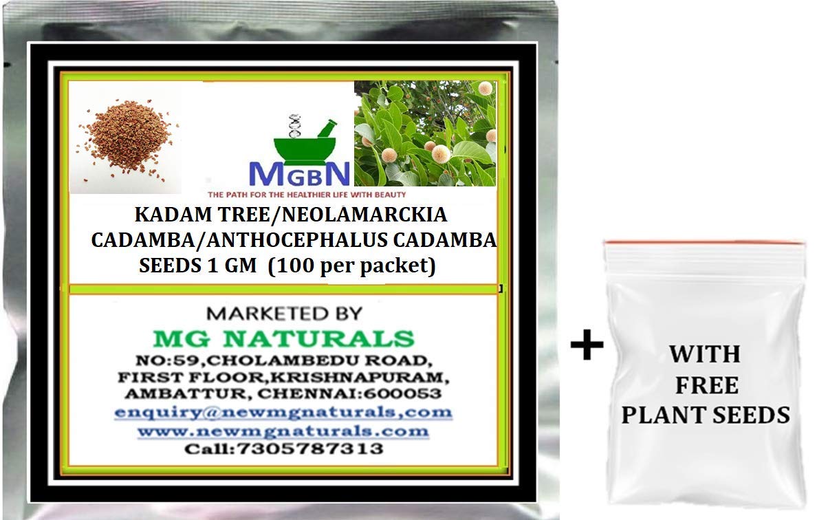 See full amazon price history chart for KADAM TREE/NEOLAMARCKIA CADAMBA/ANTHOCEPHALUS CADAMBA SEEDS 1 GM Seed (100 per packet)(WITH FREE PLANT SEEDS) KADAM TREE/NEOLAMARCKIA CADAMBA/ANTHOCEPHALUS CADAMBA SEEDS 1 GM Seed (100 per packet)(WITH FREE PLANT SEEDS) (B092DLXG7H) Amazon Price History, Amazon Price Tracker
