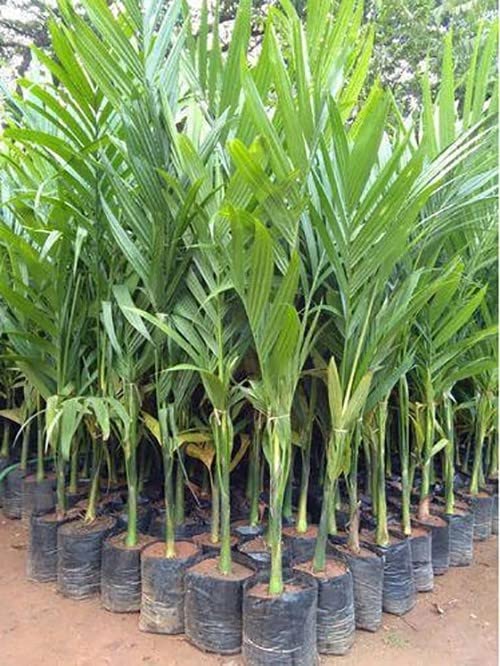 See full amazon price history chart for Garden Nature Care Betel Nut Hybrid Live Plant-Grown From Specially Sorted Big Size Nut-Plant Height is about 2 Feet Garden Nature Care Betel Nut Hybrid Live Plant-Grown From Specially Sorted Big Size Nut-Plant Height is about 2 Feet (B0B8S885GX) Amazon Price History, Amazon Price Tracker