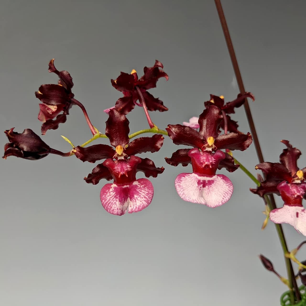 Onc. Sweet Sixteen 'Prepossessing' Orchid Plant (Shipped in Pot)