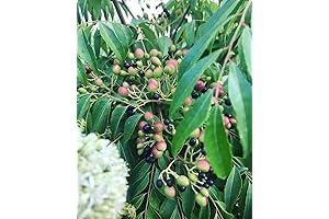 40 Murraya Koenigii Curry Leaf Tree Seeds: Grow Your Own Aromatic Spice & Culinary Delights