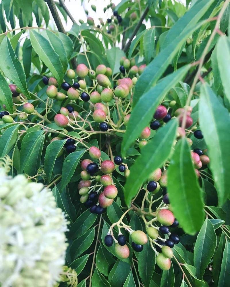 40 Murraya koenigii Curry Leaf Tree Semi