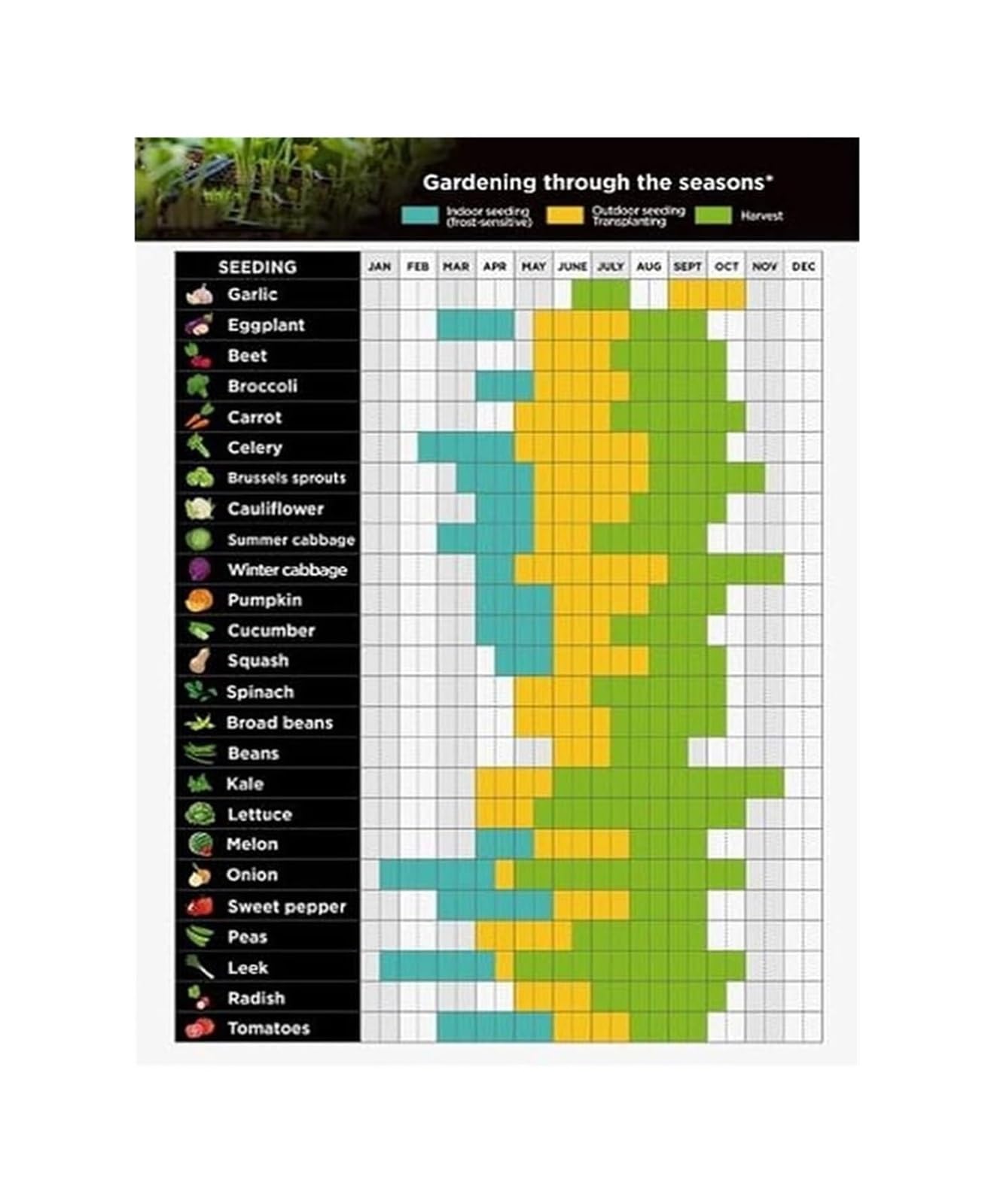 IDGTTLDF Beginner Gardening Guide Seed Starting and Companion Planting Chart for Vegetable Garden Planning Informative Wall-Art Poster(Framed,08X12inch(20X30cm))