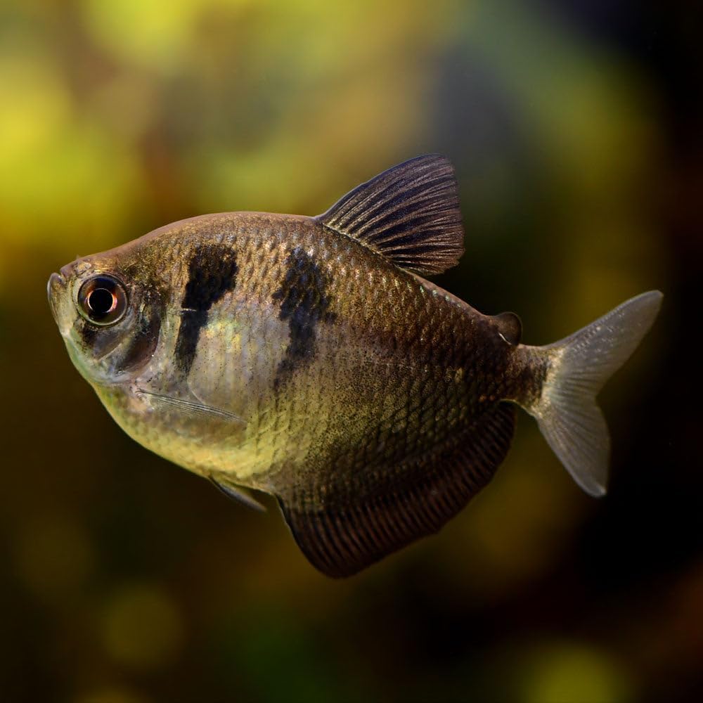 Black Skirt Tetra (Pack of 10 Fish) - Aquarium Exotic Freshwater Live Fish