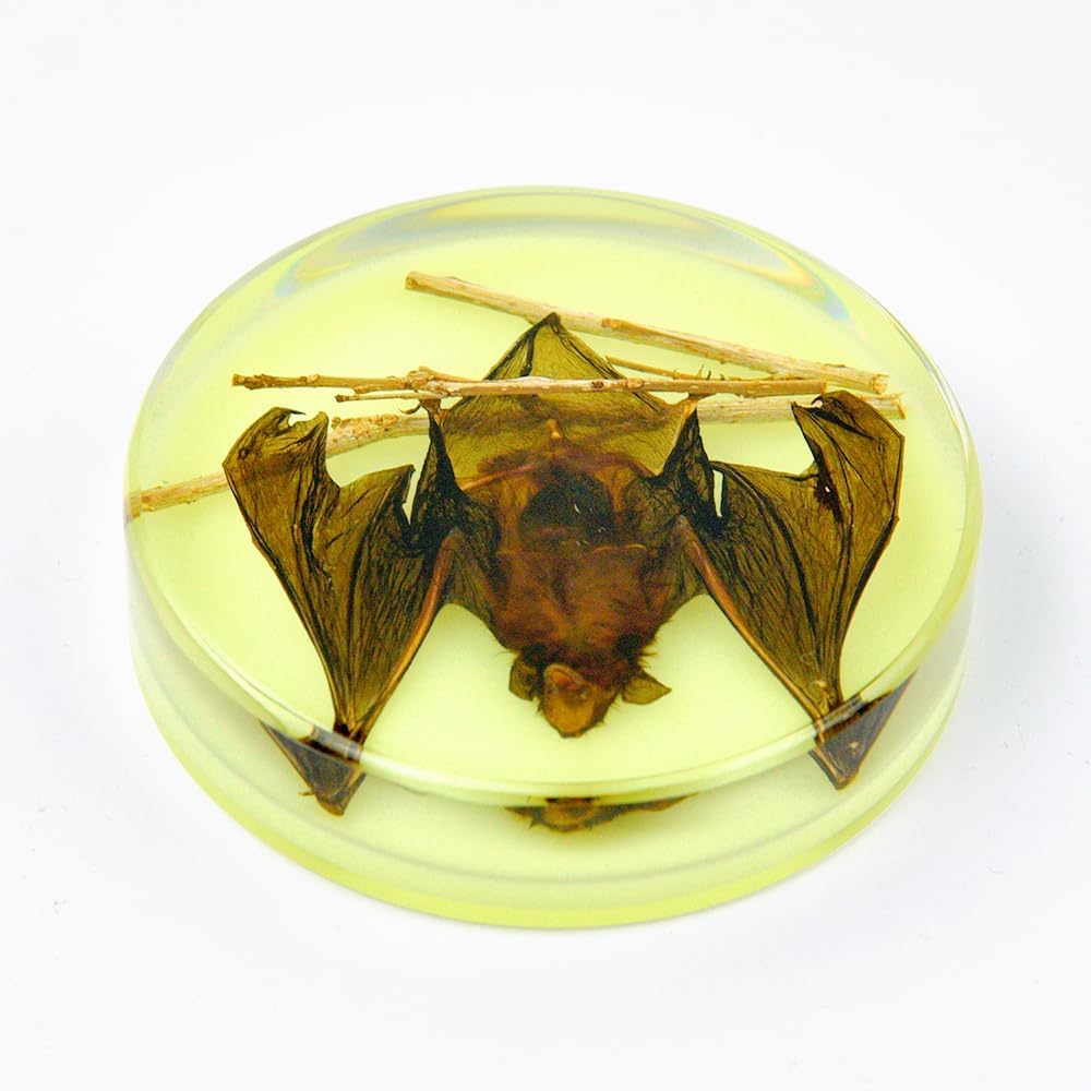 Cylinder Taxidermy Bat, Real Bat Specimens,Animal Specimen in Resin, Creative Coasters for Science Education Animal Specimens, Bug Preserved,Oddities, Biology (Luminous Bat Specimen)
