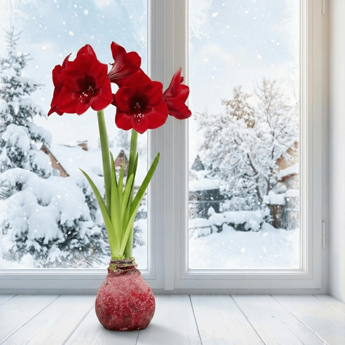 Bulbi di Amaryllis Cera Glitter Rosso