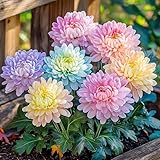 100+Rainbow Chrysanthemum Seeds for Planting Outdoors -Perennial Ornamental Flowering Planting Garden and Pots