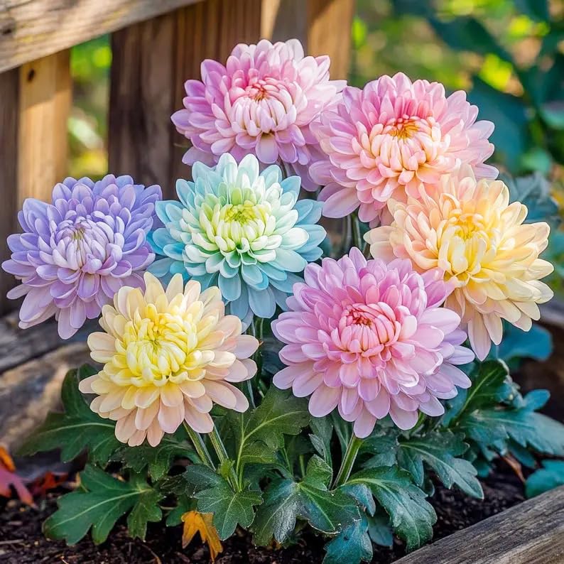 100+Rainbow Chrysanthemum Seeds for Planting Outdoors -Perennial Ornamental Flowering Planting Garden and Pots