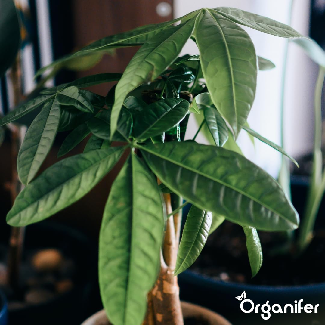 Fertilizzante liquido organico 1L per albero dei soldi – piante forti e fogliame rigoglioso – Organifer