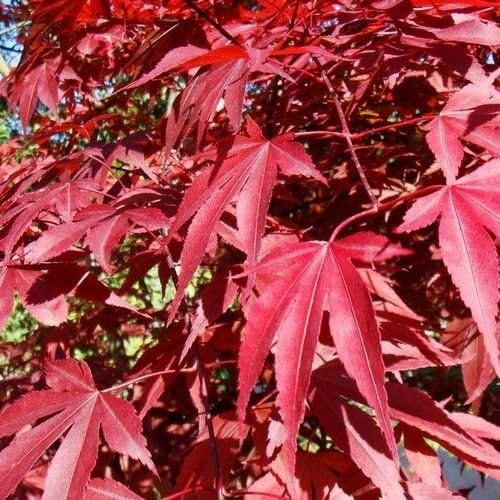 Miniatura 2 de Semillas de Árbol de arce japonés pequeñas (con semillas Bonsai) (Acer palmatum) 15 + semillas