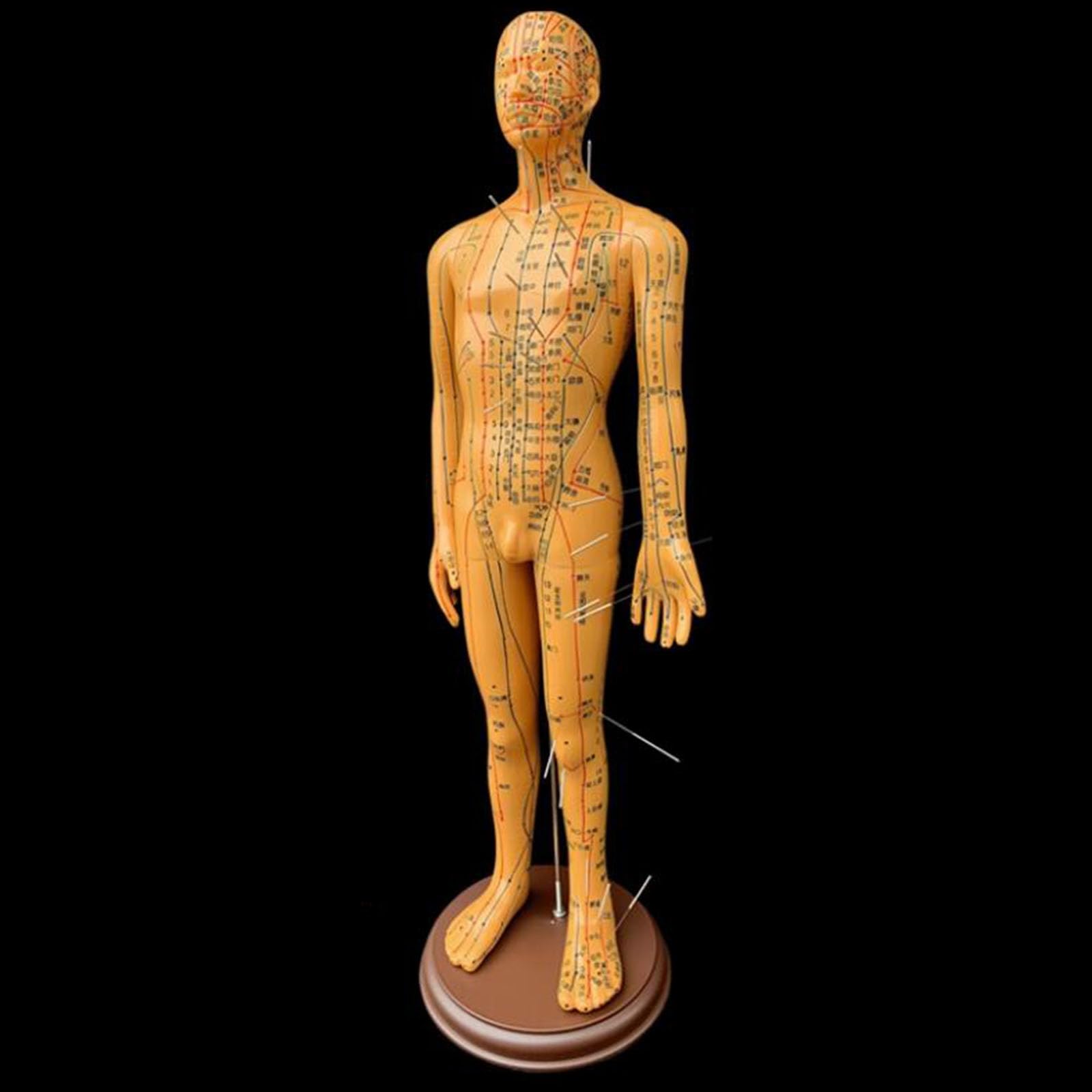 Amazon.co.jp: 中国医学鍼モデル - 人間の経穴モデル - 52cm/20.47