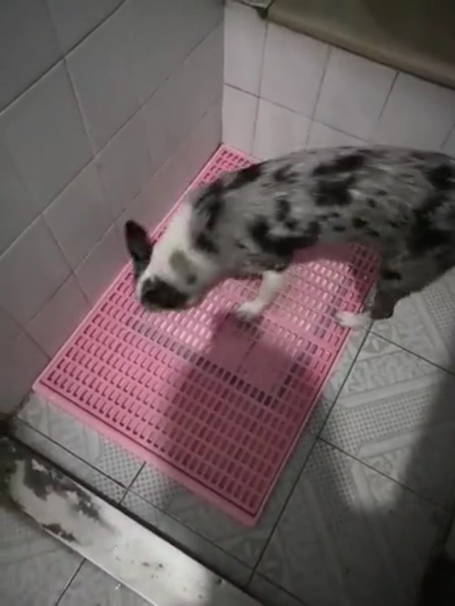 Amazon | 犬 トイレ 犬 トイレトレー ペット 犬用トイレ（42cm×59cm