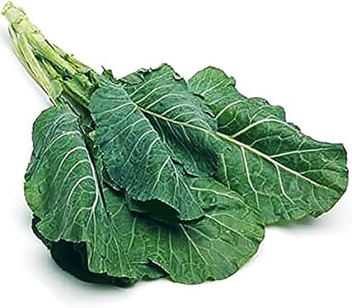 Miniatura 4 de Champion Collard Seeds - Hojas deliciosas parecidas a la col azul-verde