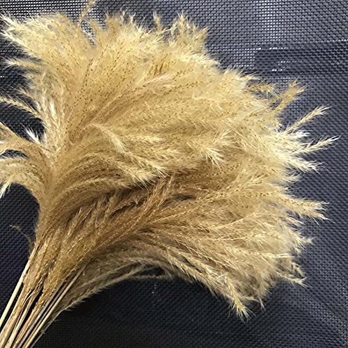 Pampas Grass Large 10-15CM/40PCS Ramo Seco Decorativo miniatura 3