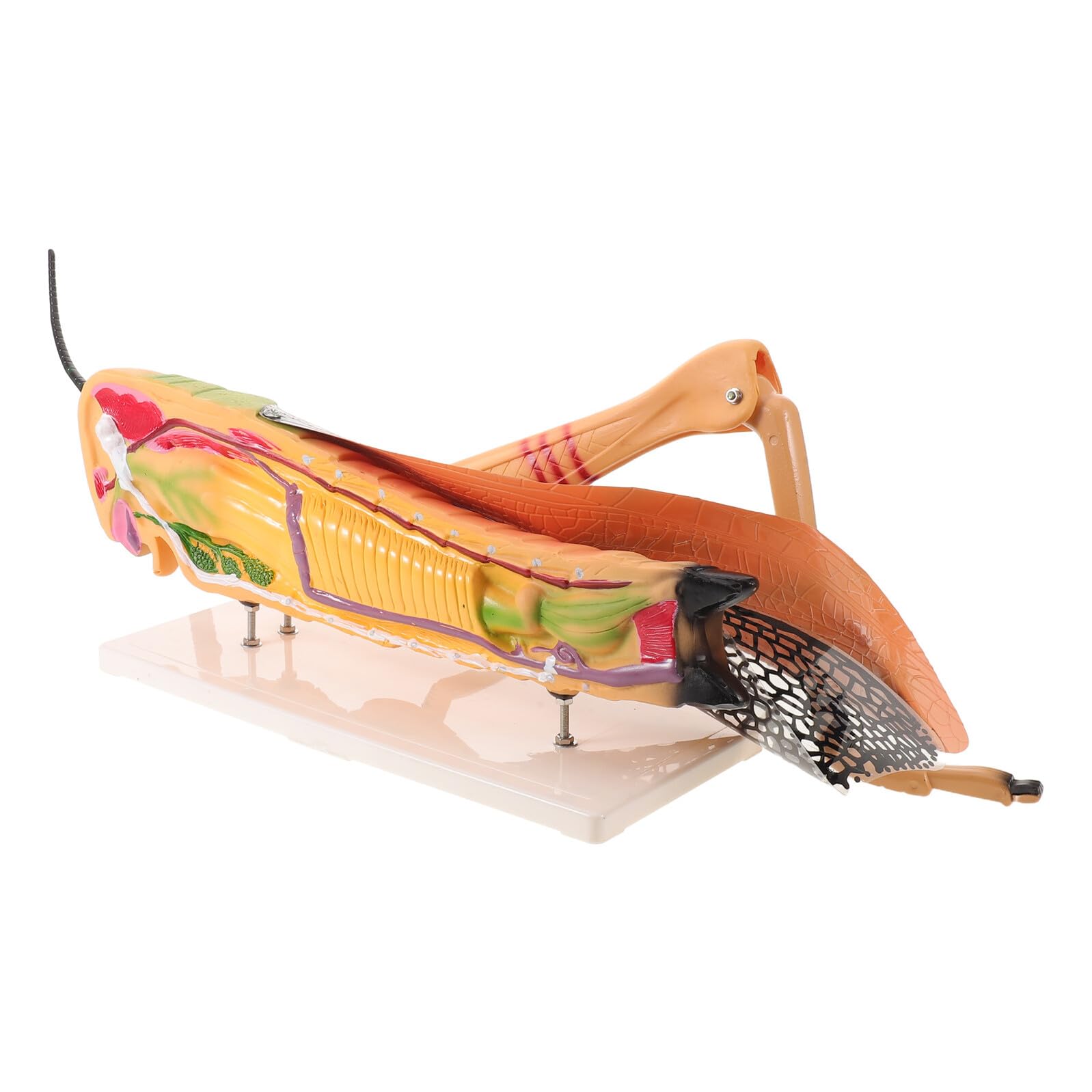 SHINEOFI Figura Desmontable de Insectos para Laboratorio de Biología y Aula de Ciencias en Pvc