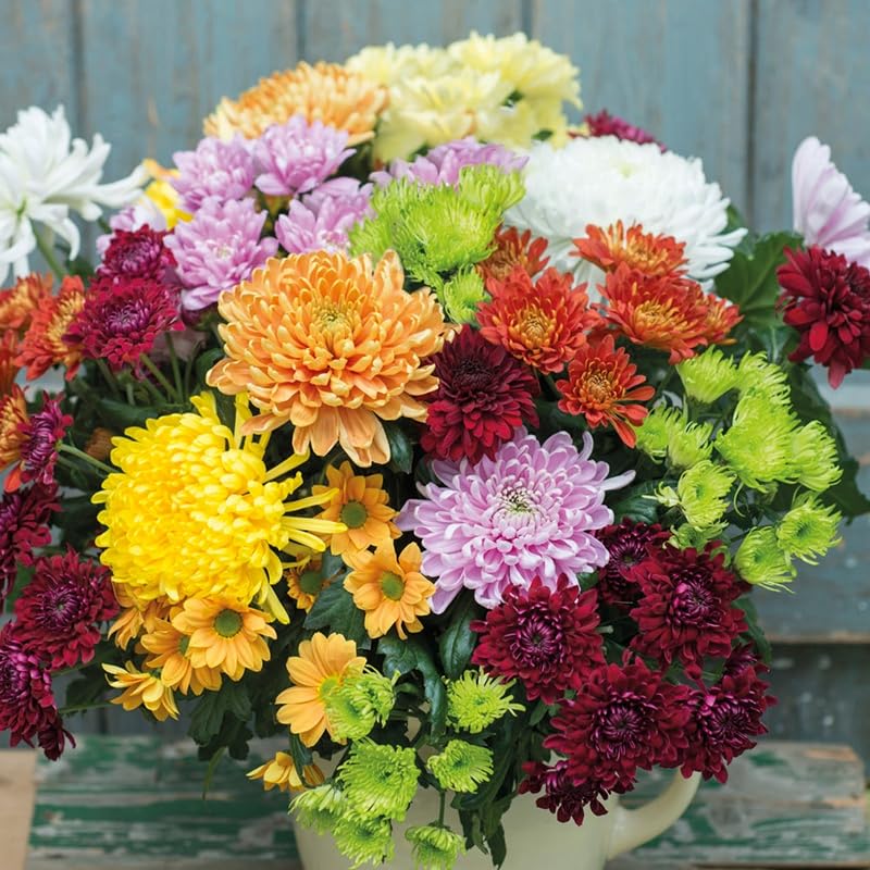 Chrysanthemum Flower Seeds 110+ Non-GMO Seeds for Vibrant Multi-Color Blooms Perennial for Garden, Pots, Borders-image-24