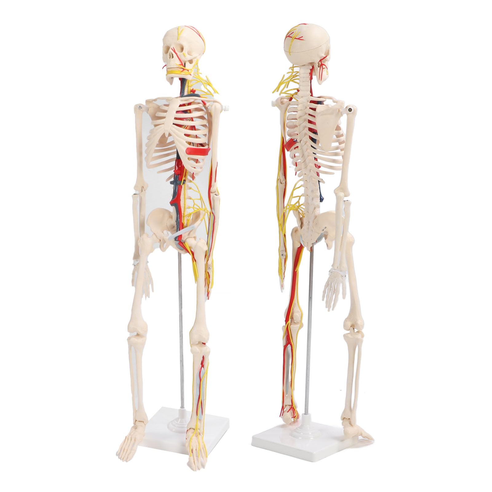 FTVOGUE Esqueleto Humano Ensamblar Modelo PVC Anatomía Esqueleto Modelo