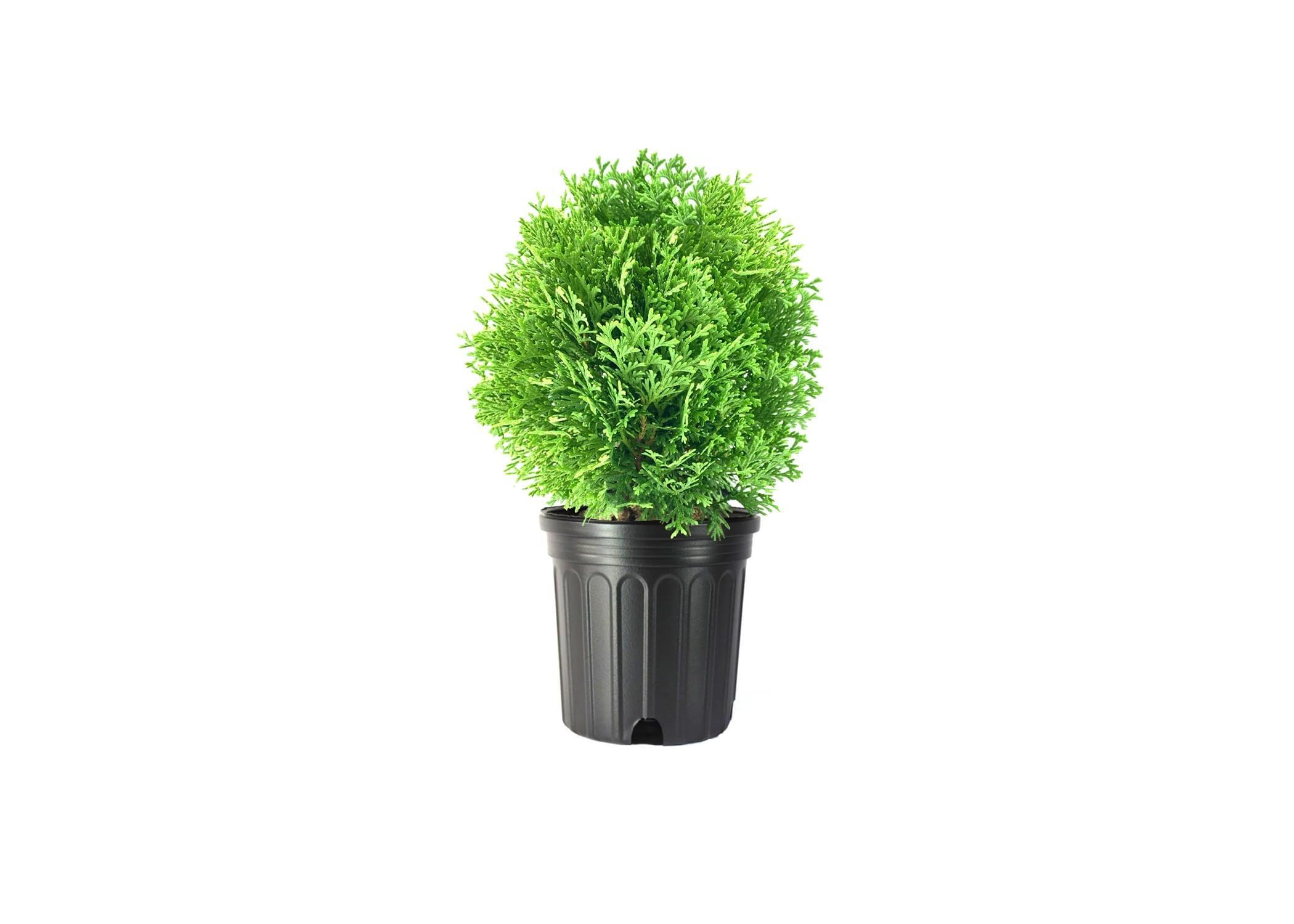 Florida Foliage Little Giant Arborvitae