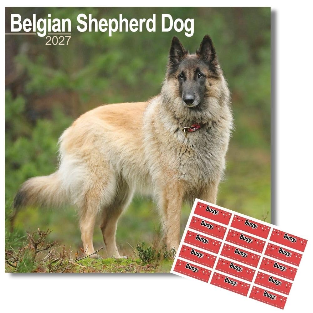 Avonside Belgian Shepherd 2027 Square Calendar with Organisational Stickers