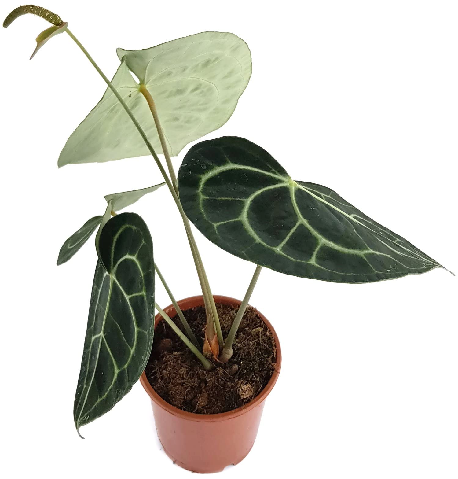 where to buy aloe vera plant Aloe Barbadensis 1gal main image 1