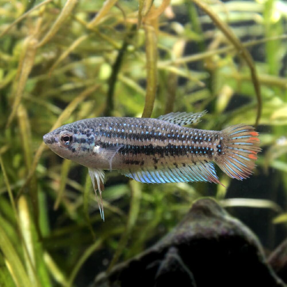 Amazon | 【charm】（熱帯魚）ベタ インベリス ブルー（1ペア） 北海道