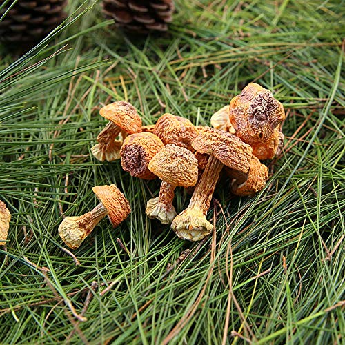 Matsutake essiccato, Agaricus Blazei, fungo Yunnan, 200 g