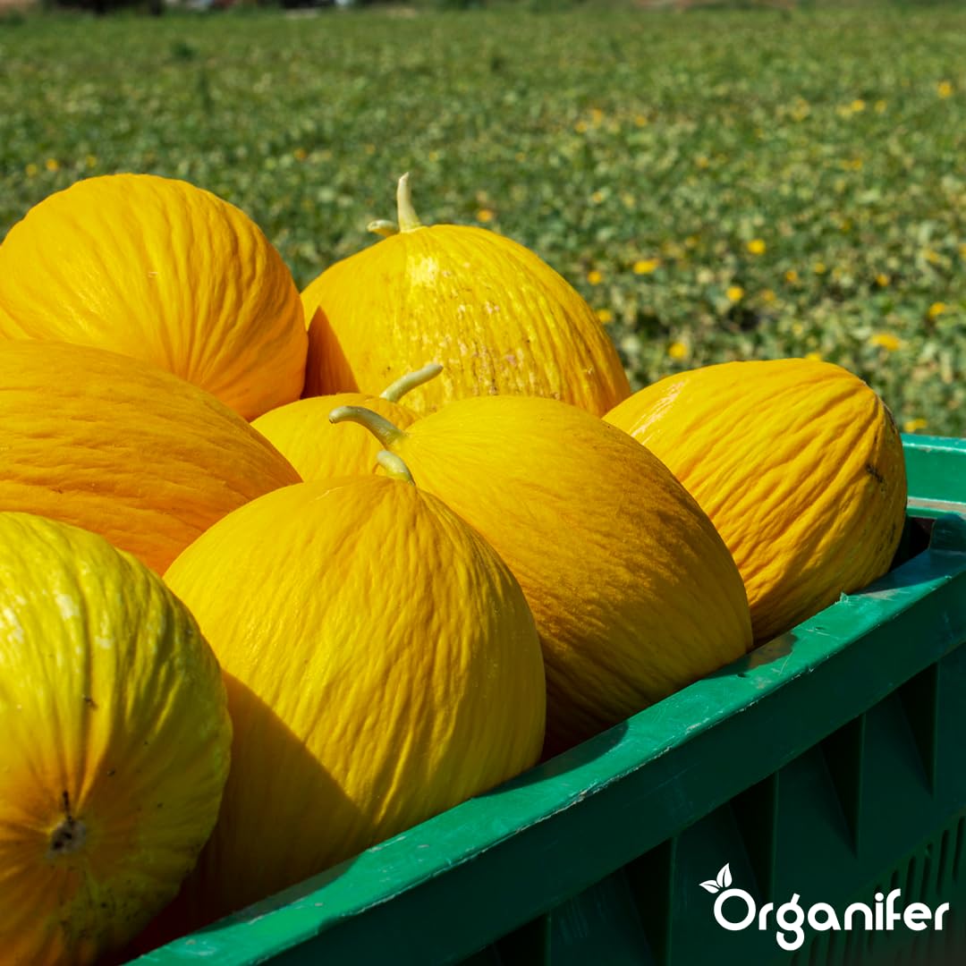 Organifer Fertilizzante liquido organico 1L per melone